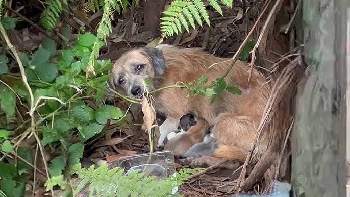 Run over just after giving birth, the mama dog begged in bleeding eyes to save her puppies - YouTube