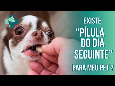 Vídeo: Como eu dou aos meus cães uma pílula diária