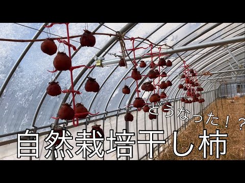 55 自然栽培干し柿は成功したのか！？ 2024.1.24