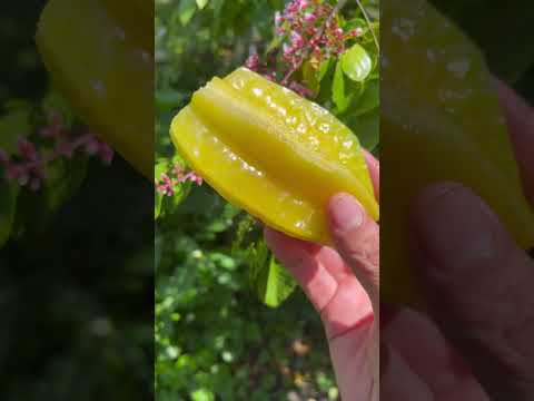 For fruit lovers - Harvest sweet star fruit and enjoy it