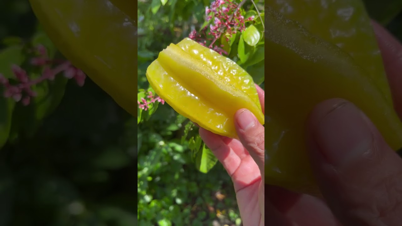 For fruit lovers - Harvest sweet star fruit and enjoy it