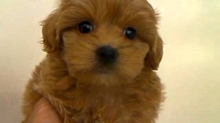 ミックス犬専門　ペットショップＡ－ワン　20111031　マルプーの男の子3