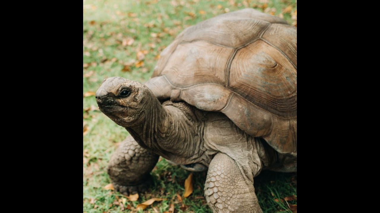 E13 Argentine Jungle Stories