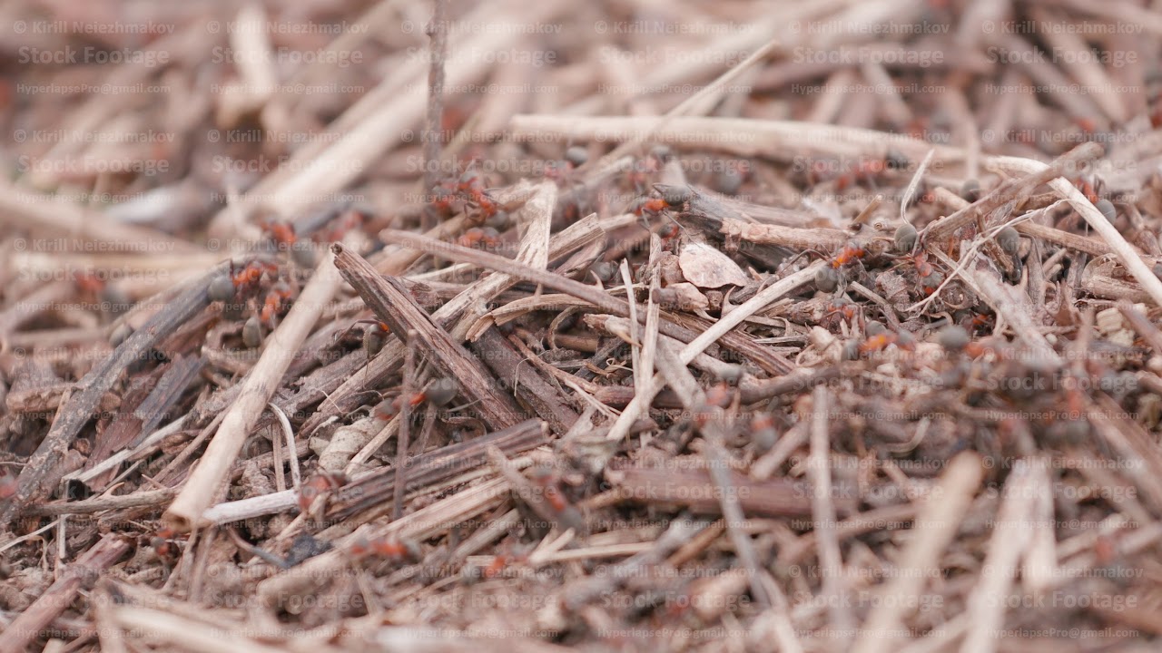 Ants on the ant hill in the woods closeup, macro YouTube