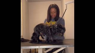 Grooming cute Shih tzu by Good Times Grooming 87 views 1 year ago 36 minutes