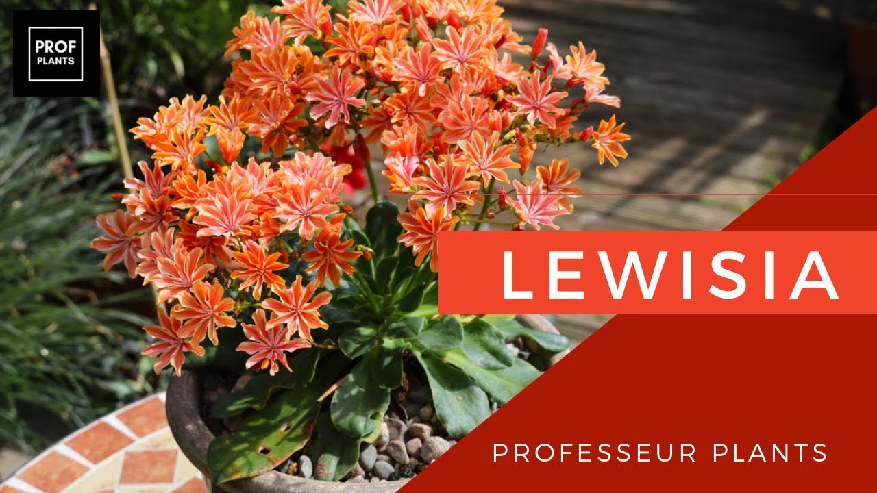 LEWISIA MULTIPLICATION , UTILISATION ET ENTRETIEN