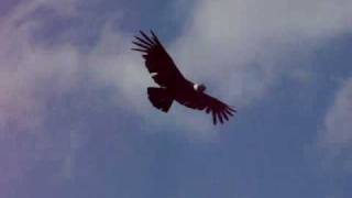 Cóndores Volando