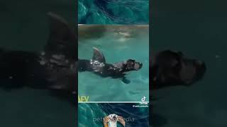 Tente Não Rir Nível Ultra Mega Risos