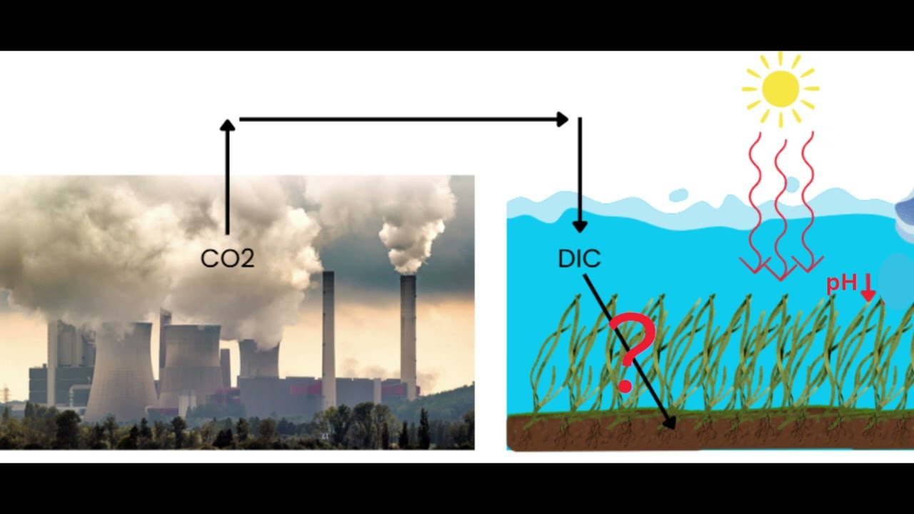 My internship in a marine research lab (Laboratoire d'Océanographie de Villefranche)