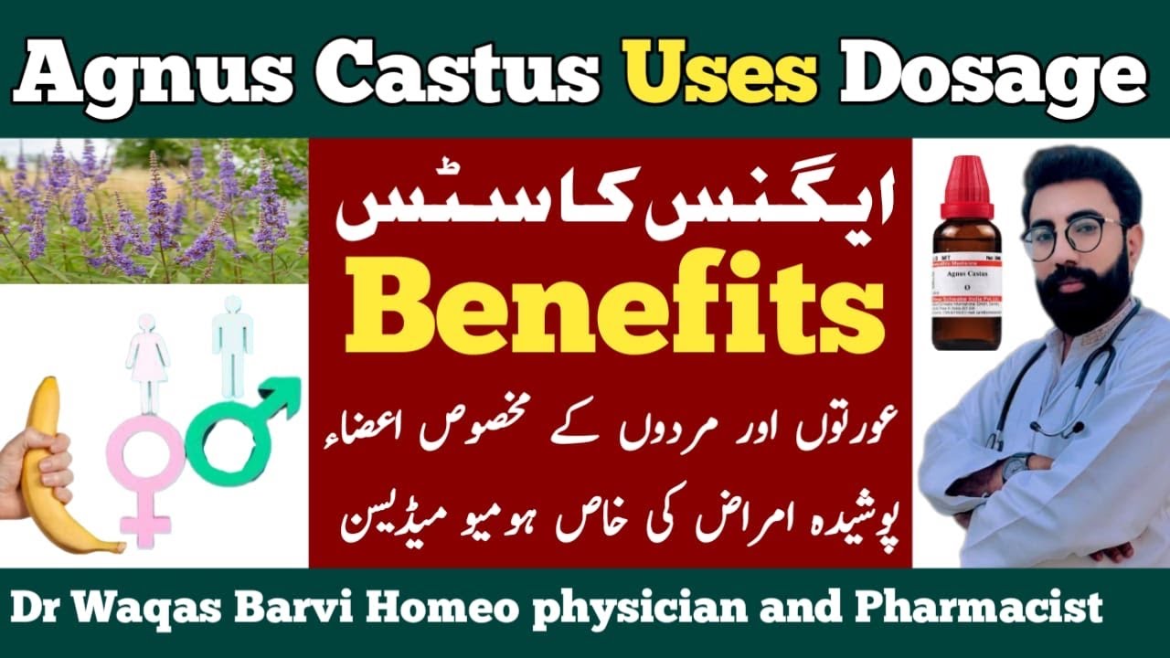 Agnus Castus homeopathyagnus castus q ke fayde Agnus castusAgnus