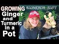 HOW TO Plant & Grow LOTS of Ginger & Turmeric in Containers Easy in Pots Gardening DIY Tips