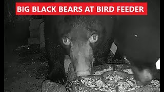 VERY CLOSE UP 3 BLACK BEARS Video from my backyard birds feeder. Huge Mama bear and 2  big cubs.