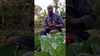 Maximize Your Cabbage Growth With Perfect Spacing