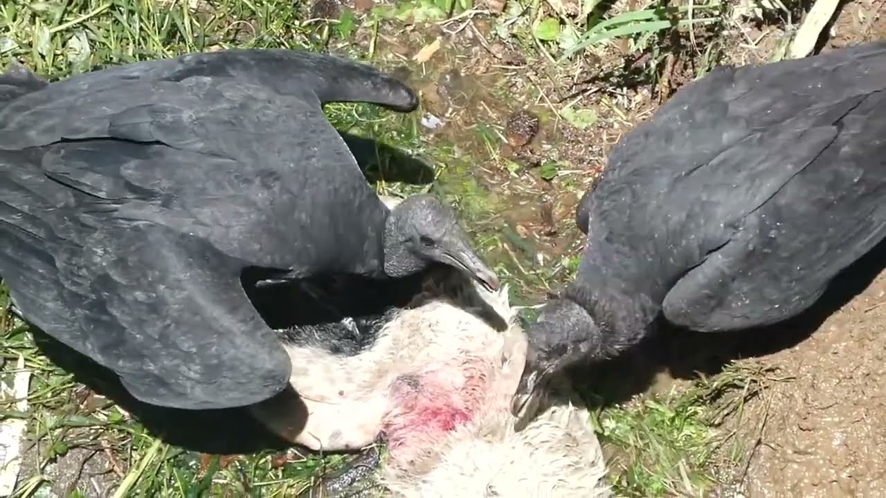 Disgusting vulture feast in Riosucio 🇨🇴