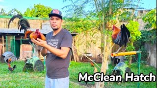 McClean Hatch Bloodline of Jred Game Birds #chicken #breeding #animal #farmlife #gamefowl screenshot 3