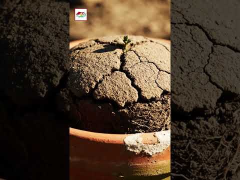 পুরনো মাটি আবার ব্যবহার করবেন? | How to Reuse Old Potting Soil 🌿