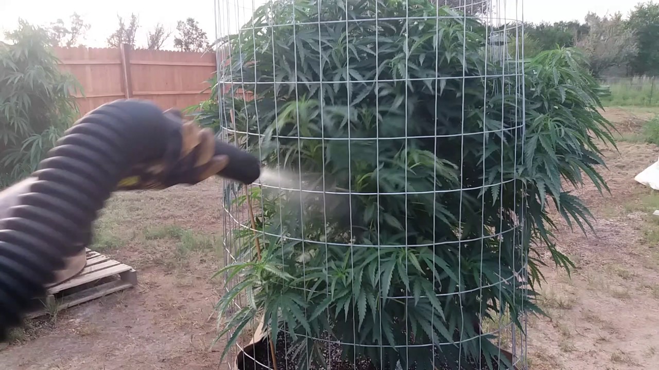 Spraying with atomizer to prevent bugs,powdery mildew etc.