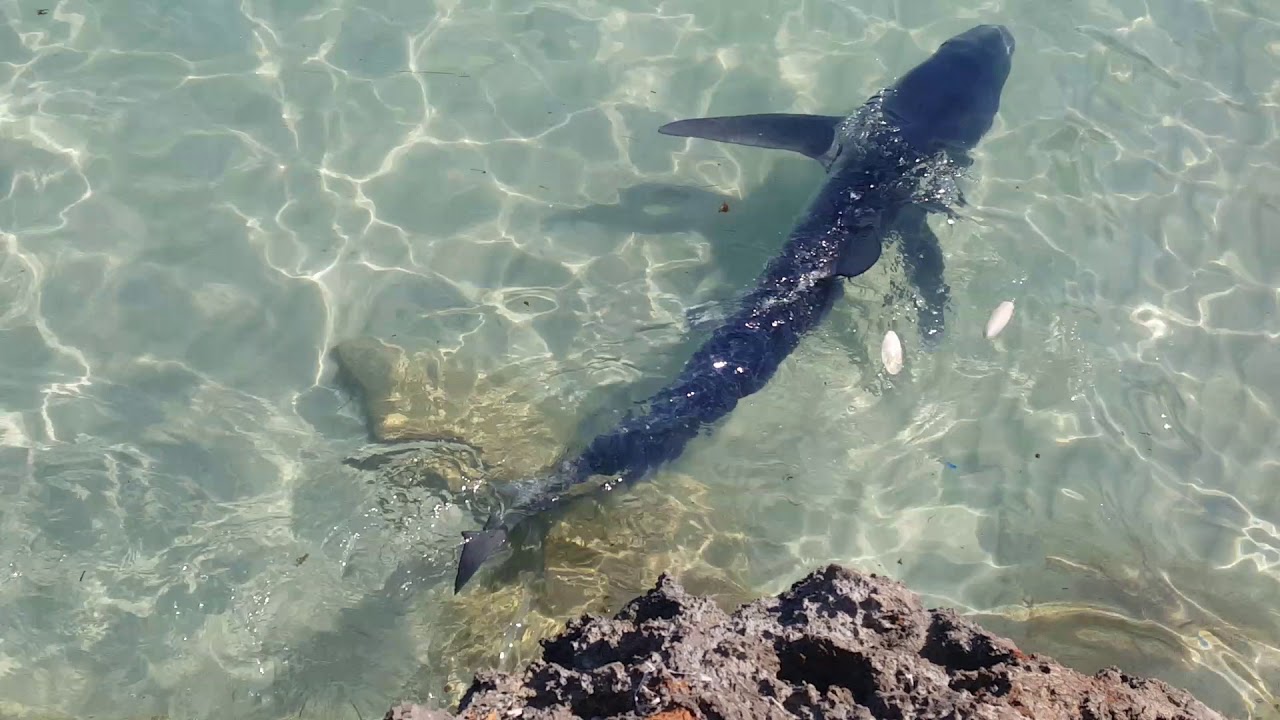 Shark in Cales de Mallorca 2018 YouTube