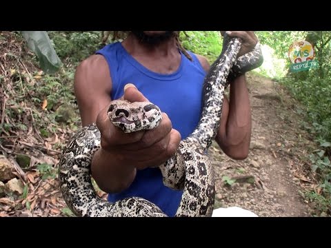 Video: Boa constrictor wurde mit Silikonimplantaten vergiftet, nachdem sie das Modell auf die Brust gebissen hatte