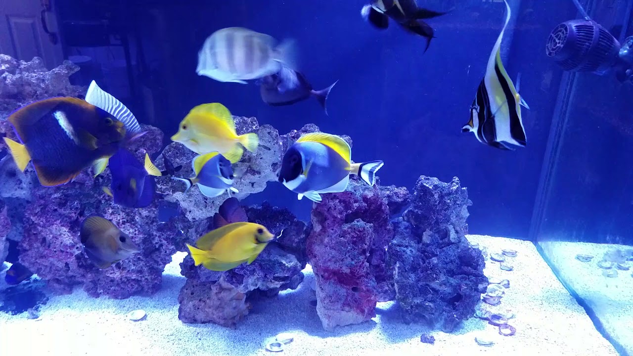Benefits of aquarium fish YouTube