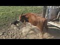 Loading cows with Satus Mattie Utah and Bear