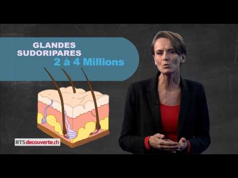 Vidéo: Qu'est-ce qu'une glande eccrine ?