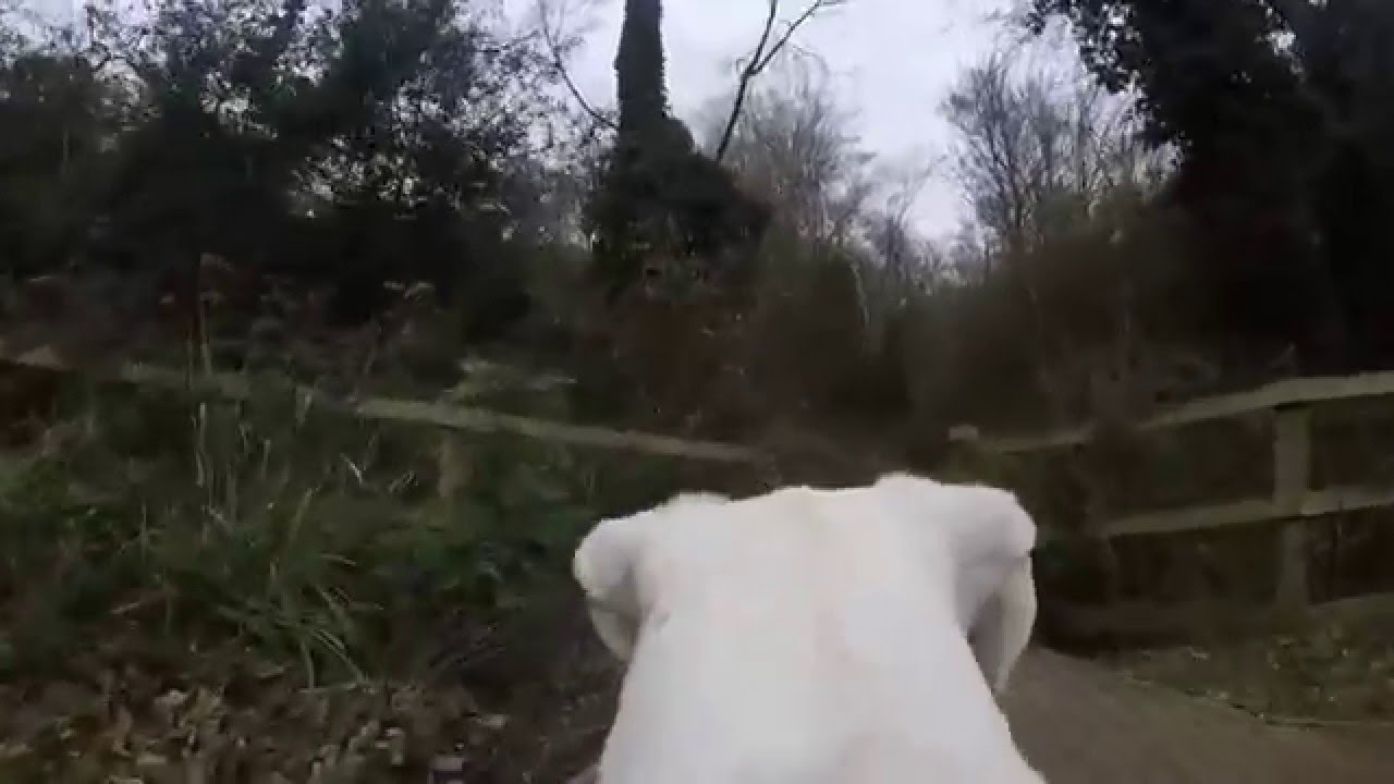 gopro julius k9