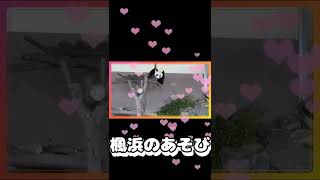 【楓浜】櫓から降りようとする遊び【パンダ】#shorts