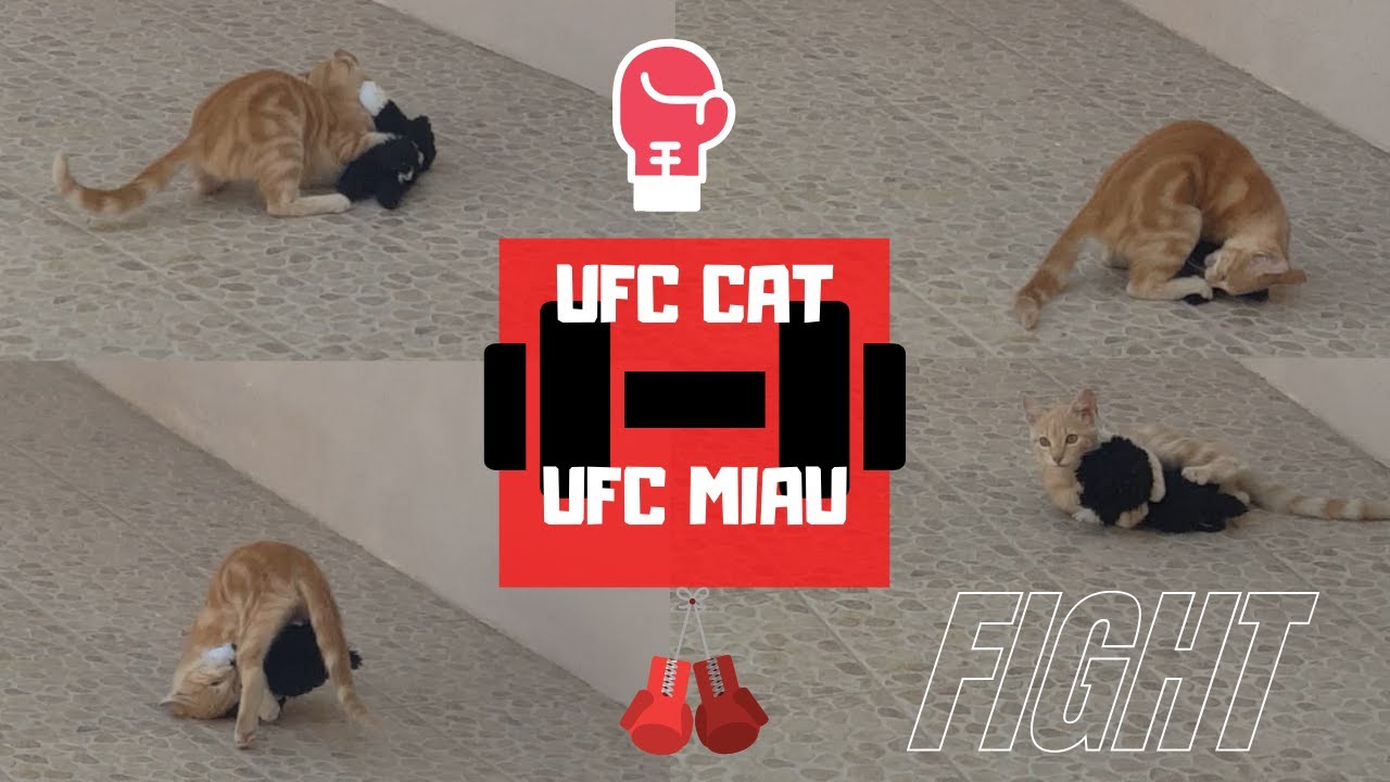UFC CAT | UFC MIAU | LUCHA LIBRE GATUNA - YouTube