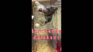 Chicks Dust Bath n Brooder by CENLA Backyard Chickens 29 views 3 days ago 1 minute