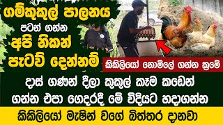 අපි නිකන් පැටව් දෙන්නම් ගම්කුකුල් පාලනය පටන් ගන්න  - Lesli Poultry Farming