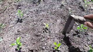 Tool Untuk Berkebun Wajib Punya, Alat Penyiangan Gulma di Bedengan Tool Untuk Berkebun Wajib Punya, Alat Penyiangan Gulma di Bedengan