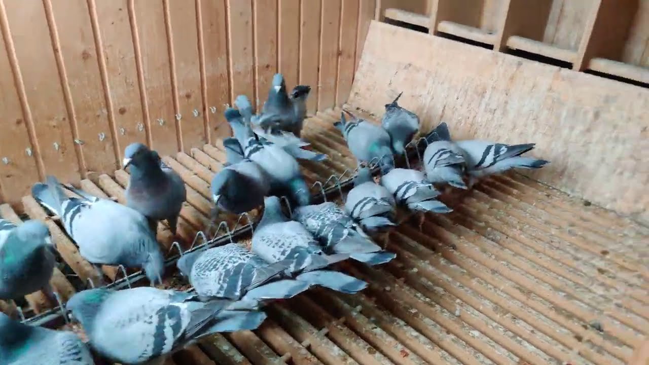 Iarna își intră in rol - Câteva sfaturi în această perioadă