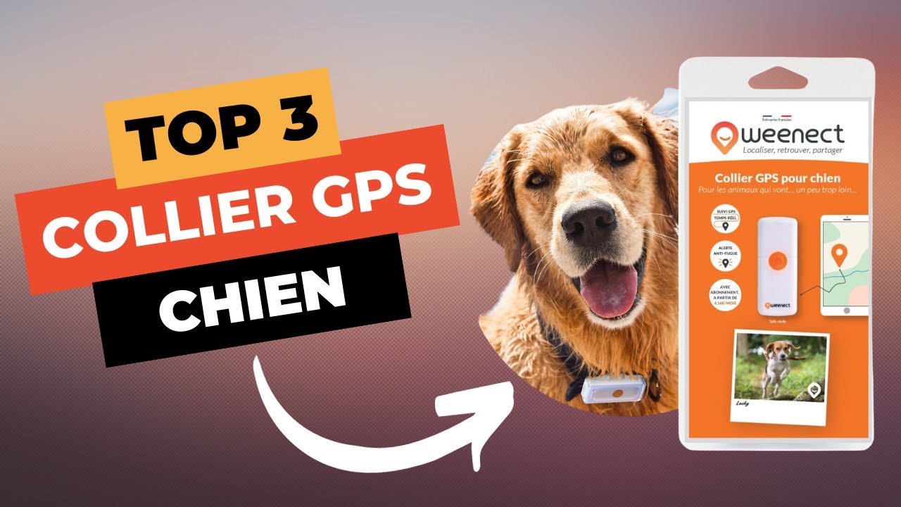 Collier GPS pour chat - Comparatif des meilleurs en 2024 !