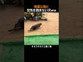 慎重な猫の背中に犬が乗っちゃったwww やばすぎる結末