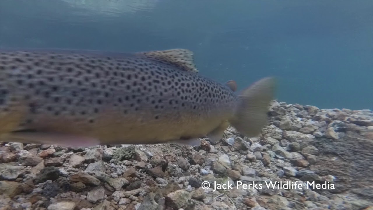 riverdale Dipper & Little Grebe over trout spawning grounds
