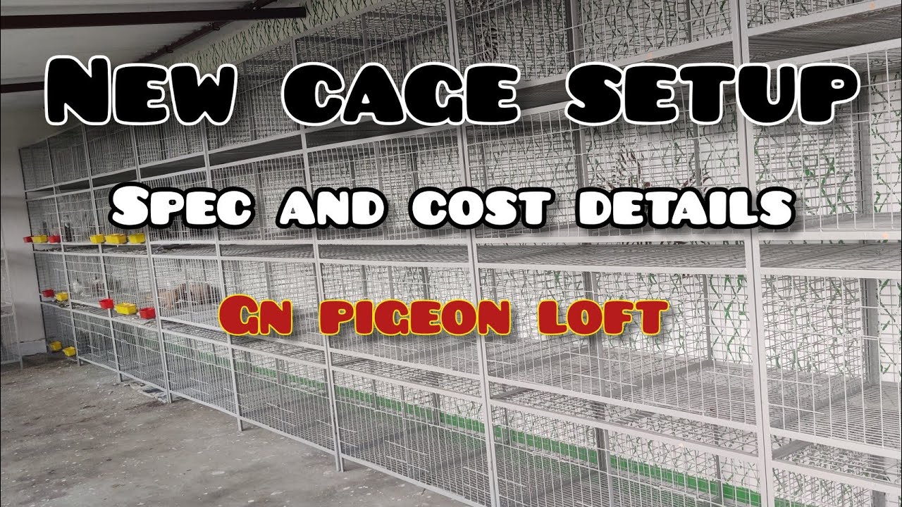 Fancy Pigeon Cage || GN Pigeons || Tamil