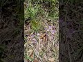Purple and White Wild Texas Onion Flowers: Are They Edible?