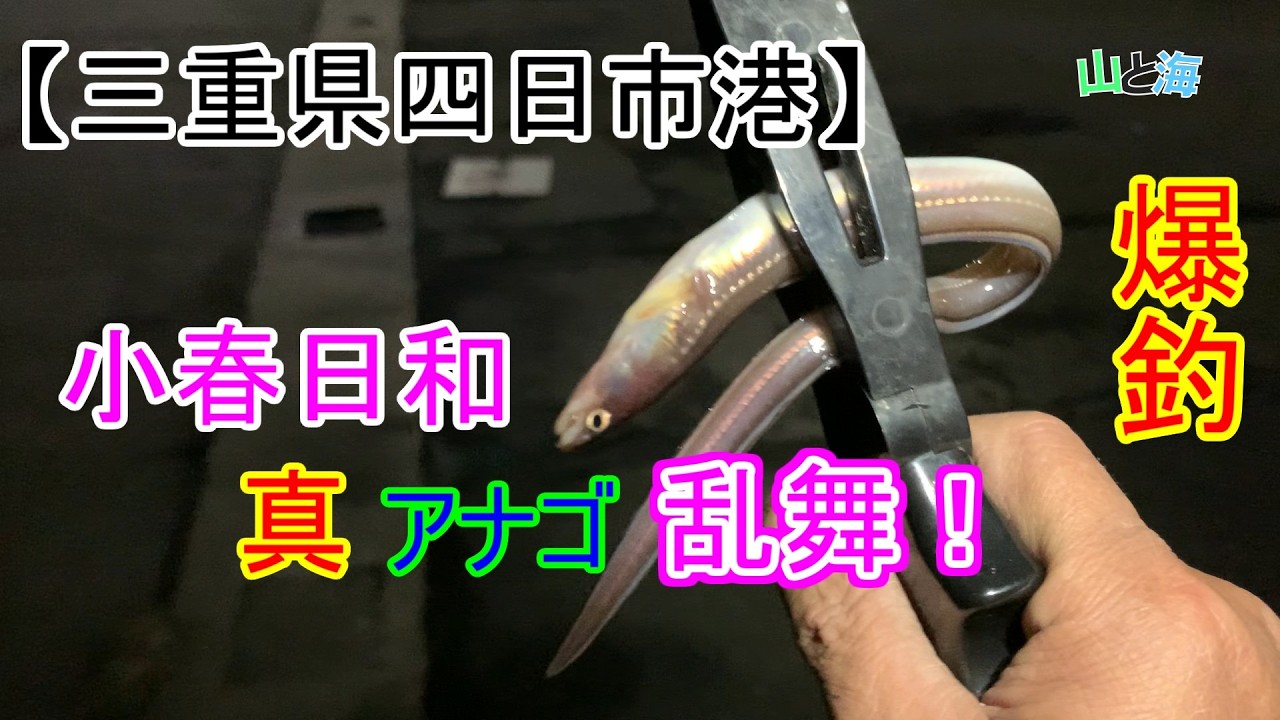 【三重県四日市港】【感動の爆釣】足元で真アナゴを狙って見たら、想定外の爆釣！2月中旬、伊勢湾釣行