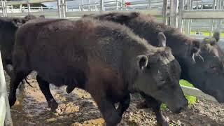 Auctions Plus Sale 128736 - 31 Jul 2026 TJ Hallett (63 head) (1)