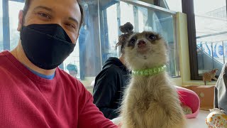 Seoul Animal Cafes Thanks Nature Cafe And Meerkat Friends