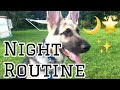 Night routine with a german shepherd puppy  simba the gsd