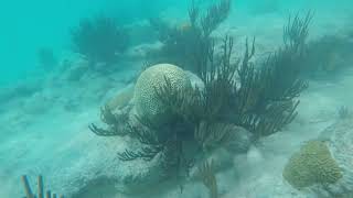 Snorkling in Bermuda - Church Bay