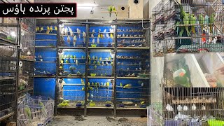 Parrots new mutation in bird market | Birds market Faisalabad