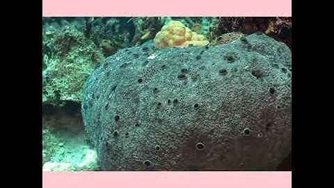 Class 3 EVS Chapter 19 Part 2