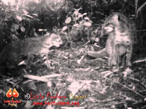 Leopard cat mother and kitten playing in Java