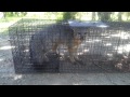 Live Trapping - Fox #2