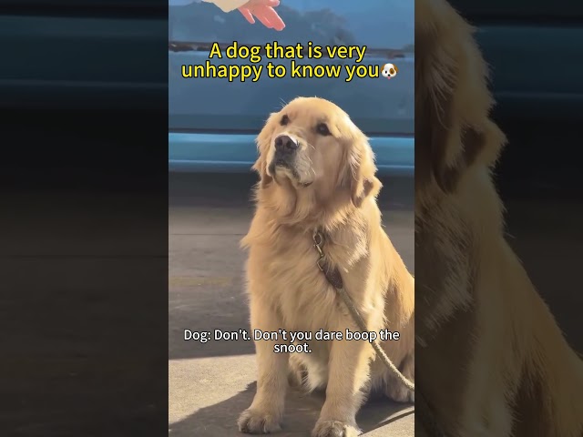 What a unique #dog