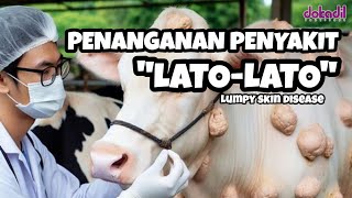 Tips Mengobati Sapi Penyakit Lato-Lato (LSD)‼️ #sapi #latolato #lumpyskindisease #lsd #ternak