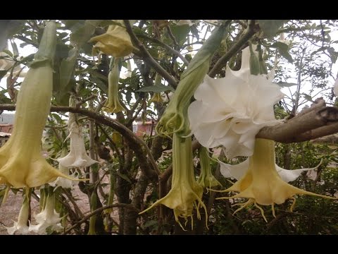 Video: Cultivo de vides de trompeta: información sobre el cuidado de las vides de trompeta